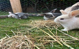Mini Lop rabbits for sale: Mini Lop babies - Image 9