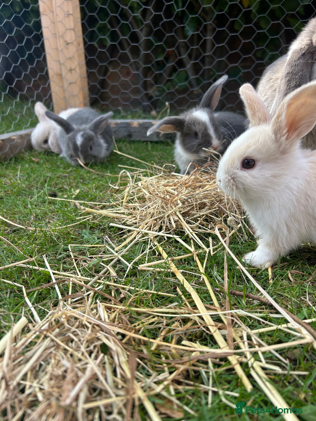 Mini Lop rabbits for sale: Mini Lop babies - Image 9