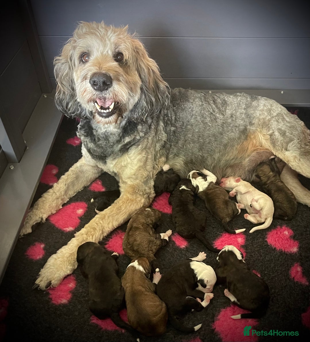Sheepadoodle dogs for sale: Sheepaberdoodledoos  5 ⭐️ Licensed Home Breeder - Image 11
