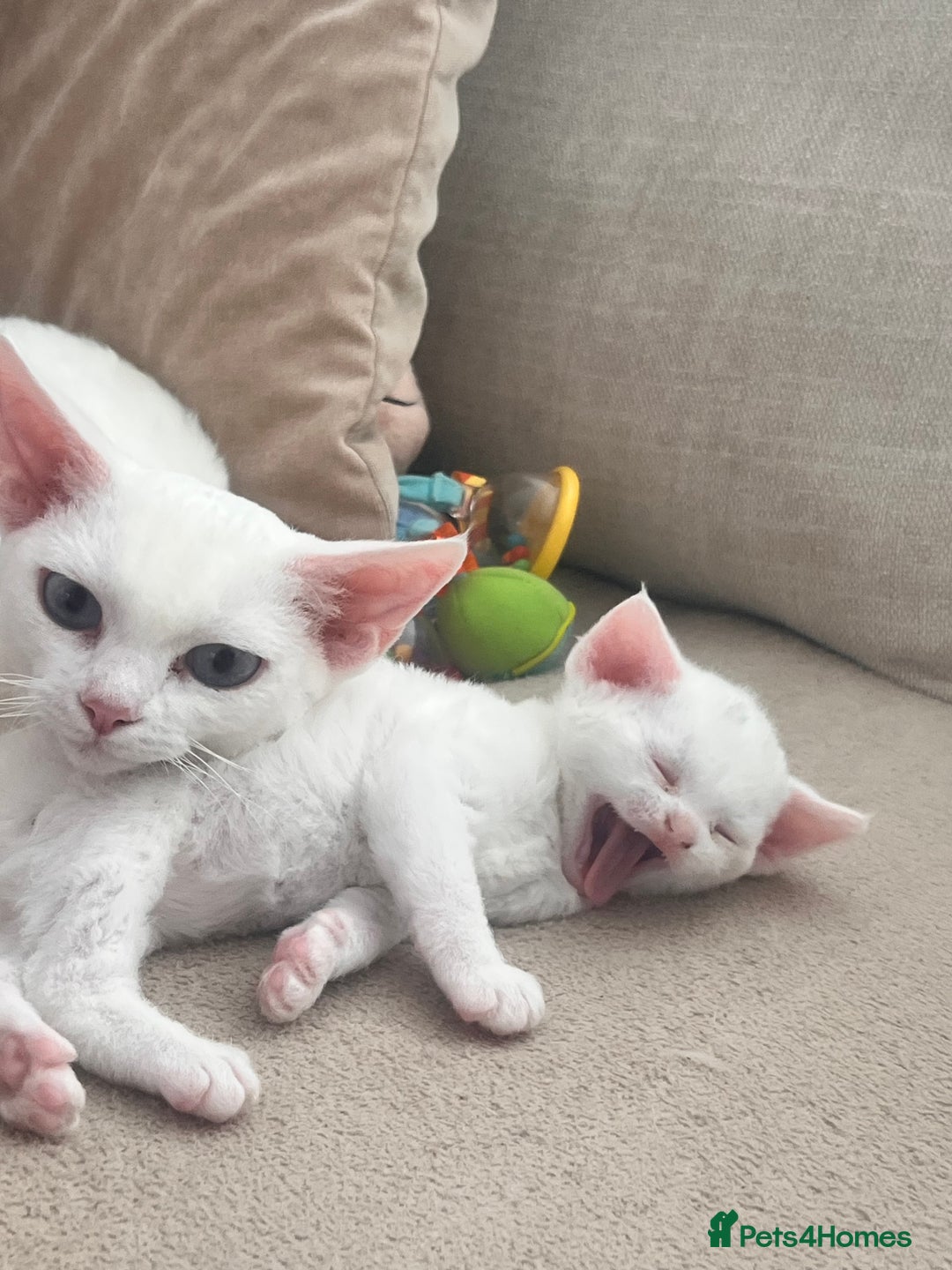 Devon Rex cats for sale: Beautiful white girl ready 17th August  - Image 9