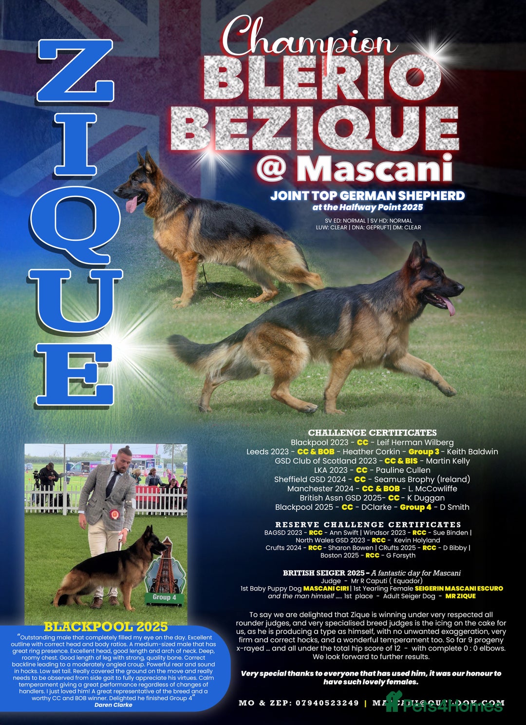 German Shepherd dogs for sale: Stunning GSD puppies by champion dog  - Advert 2