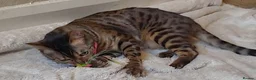 Bengal cats for sale: TICA,pedigree,  bengal girl - Advert 5