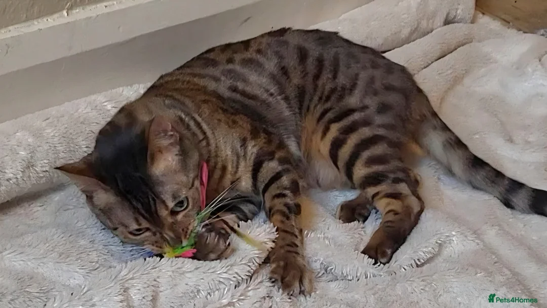 Bengal cats for sale: TICA,pedigree,  bengal girl - Advert 5