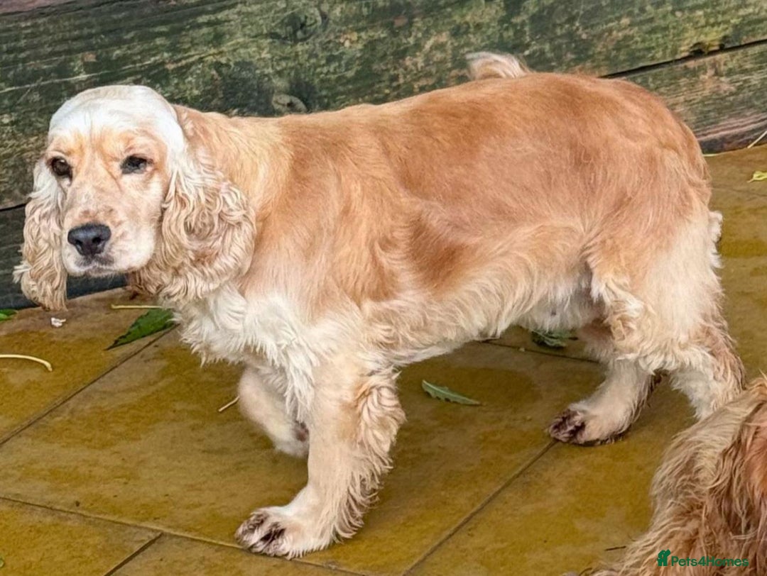 Cocker Spaniel dogs for sale: 🧡💛❤️Stunning KC Show Cocker Spaniels❤️🩷🧡 - Image 29