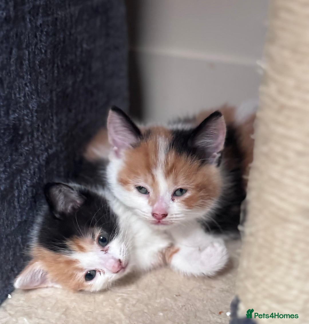 American Shorthair cats for sale: 1 grey male and 2 female for sale  - Advert 9