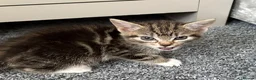 Mixed Breed cats for sale: Kittens for sale  - Advert 11