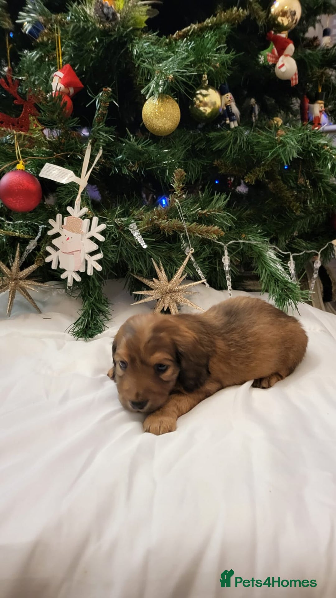 Miniature Dachshund dogs for sale: Miniature long haired daschunds  - Advert 17