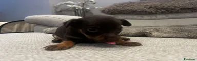 Russian Toy Terrier 1