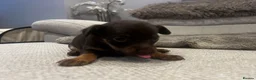 Russian Toy Terrier dogs for sale: RUSSIAN TOY TERRIERS  - Advert 20