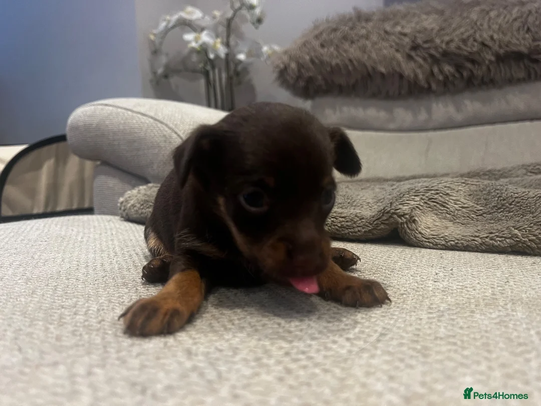 Russian Toy Terrier dogs for sale: RUSSIAN TOY TERRIERS  - Advert 20