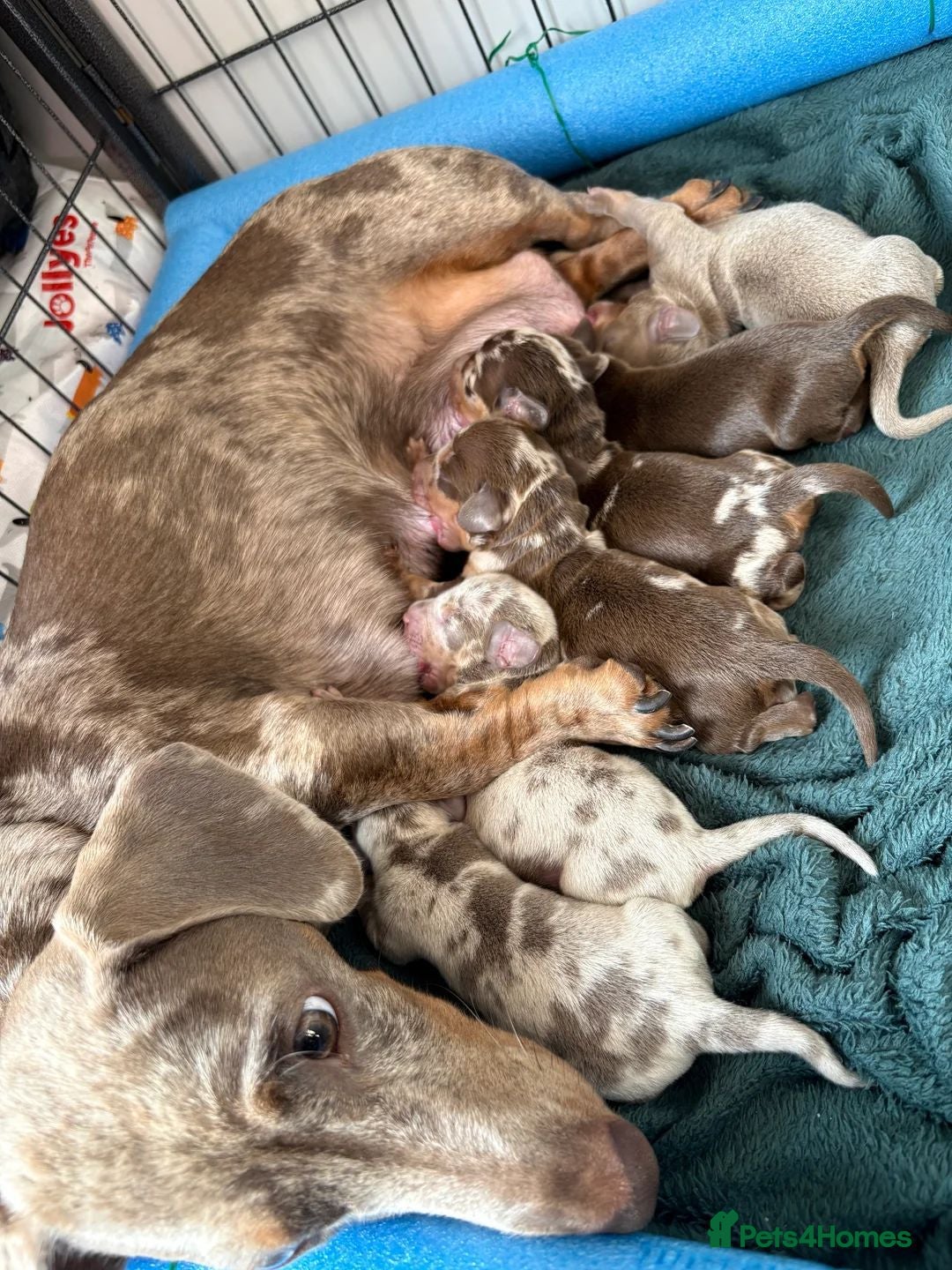 Miniature Dachshund dogs for sale: Miniature Dachshund Puppies  - Image 10