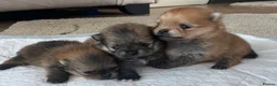 Pomeranian dogs for sale: Pomeranian puppy’s  - Advert 5