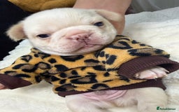 French Bulldog dogs for sale: French bulldog  - Advert 4