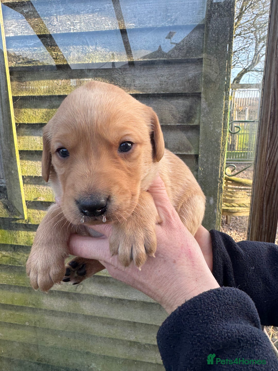 Labrador Retriever dogs for sale: 1st Class ⭐️⭐️⭐️⭐️⭐️ Licensed - Advert 9