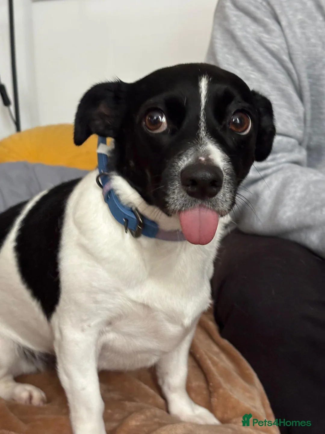 Jack Russell dogs for sale: Two lovely small dogs - Advert 2
