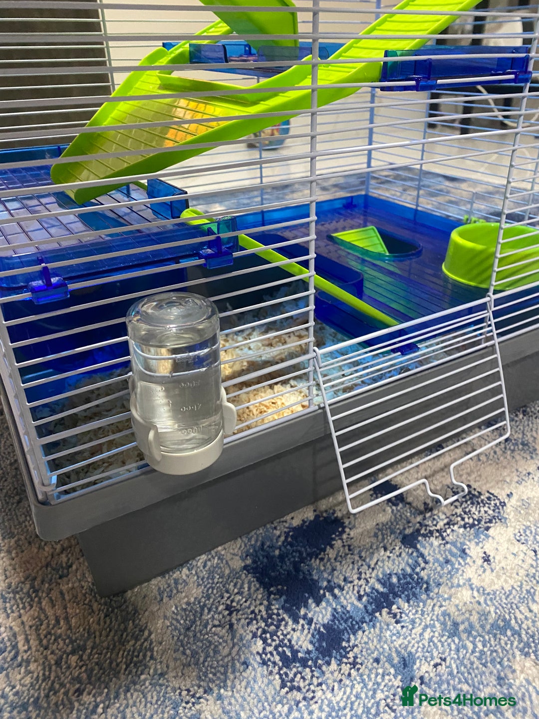 Hamster rodents for sale: Russian White Dwarf Hamster (and belongings!) - Advert 5