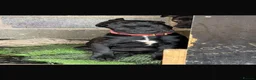 Mixed Breed dogs for sale: Not your average Bull Herder - Advert 4