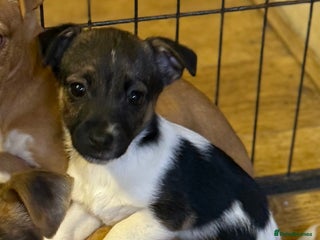 Jack Russell dogs 1 GIRL Jack Russell puppy left - Advert 1