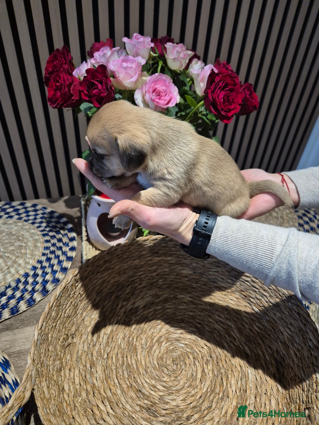 Mixed Breed dogs for sale: Doxie chon - Advert 7