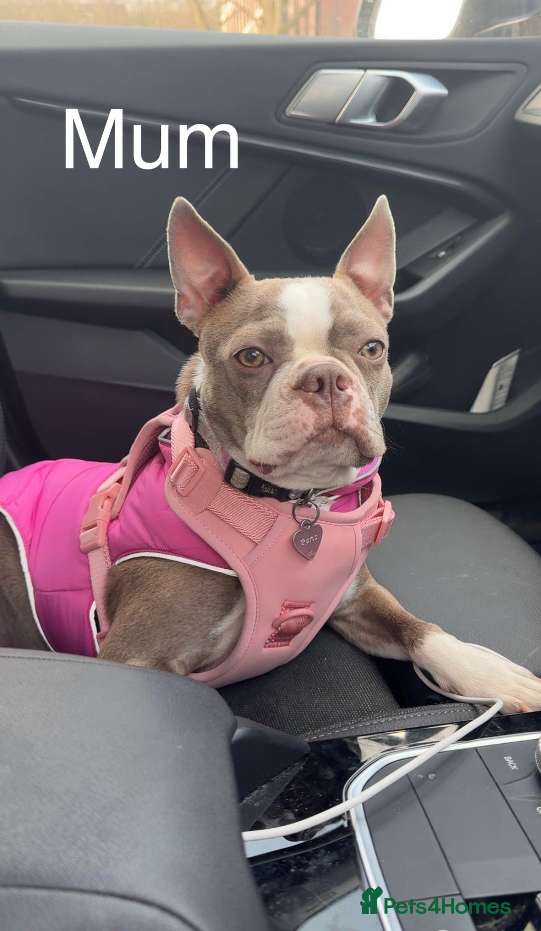 Boston Terrier dogs for sale: Premium & Rare Champaign Boston Terriers - Advert 6