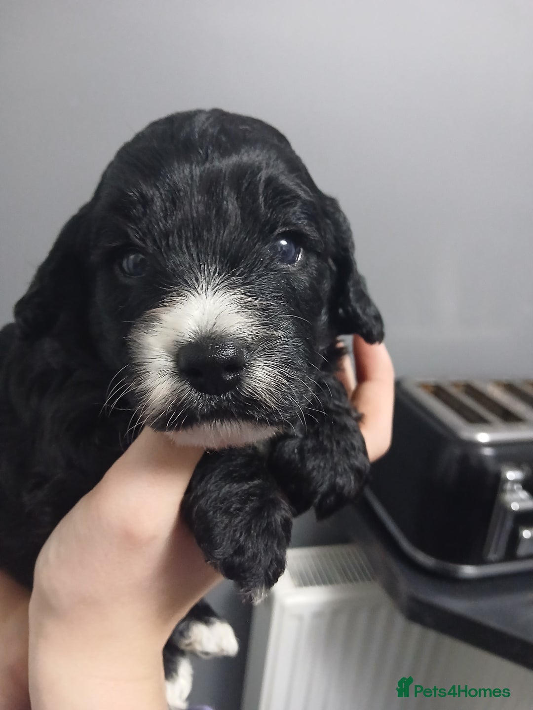 Cockapoo dogs for sale: F1 miniature cockapoos available 16th feb - Advert 4