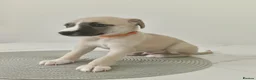 Whippet dogs for sale: Stunning KC Whippet Puppies  in Richmond - Advert 8