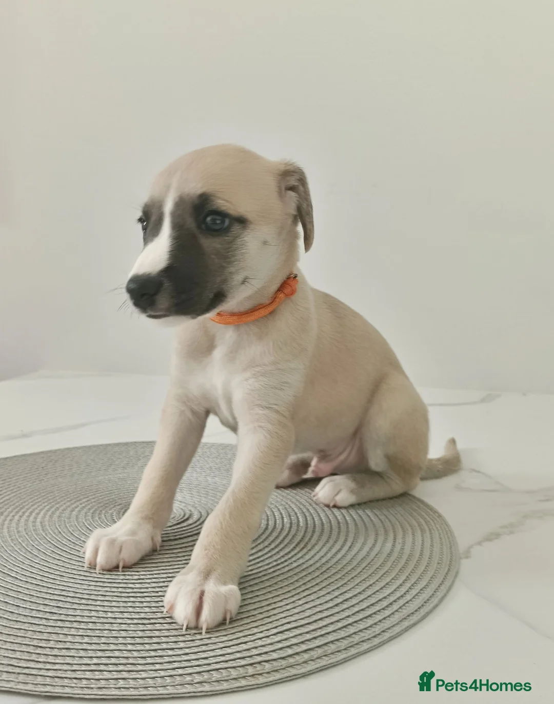 Whippet dogs for sale: Stunning KC Whippet Puppies  in Richmond - Advert 8