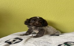 Cocker Spaniel dogs for sale: KC Show Chocolate Roan Boy! - ready 5th October!! - Image 22