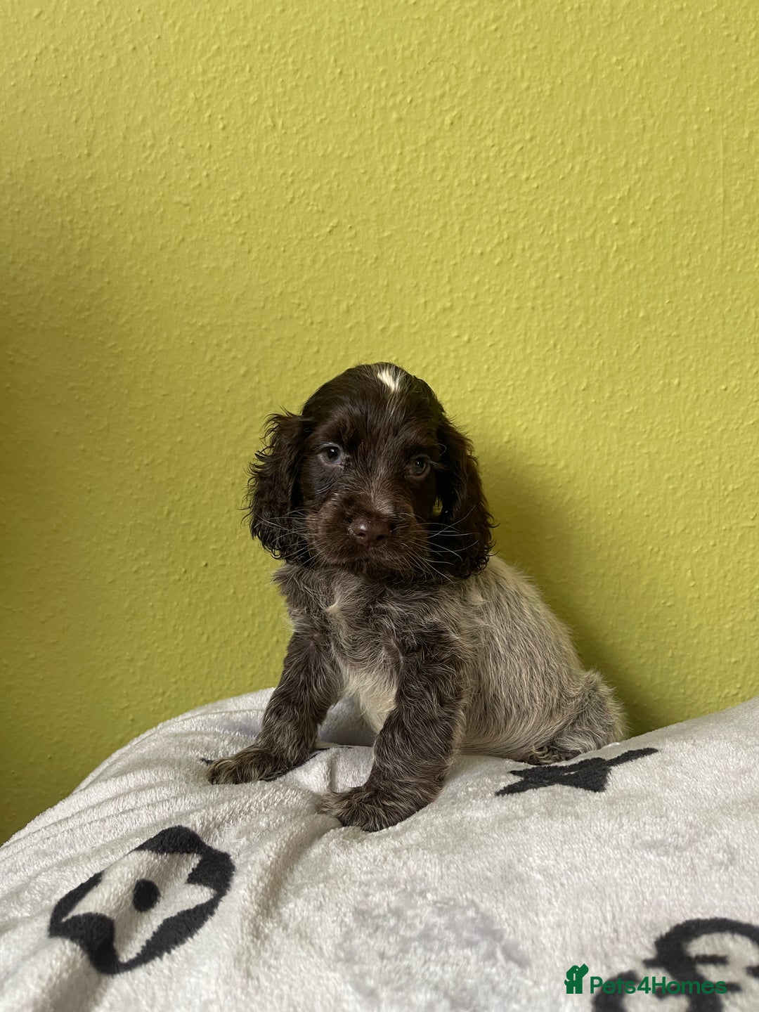 Cocker Spaniel dogs for sale: KC Show Chocolate Roan Boy! - ready 5th October!! - Image 22