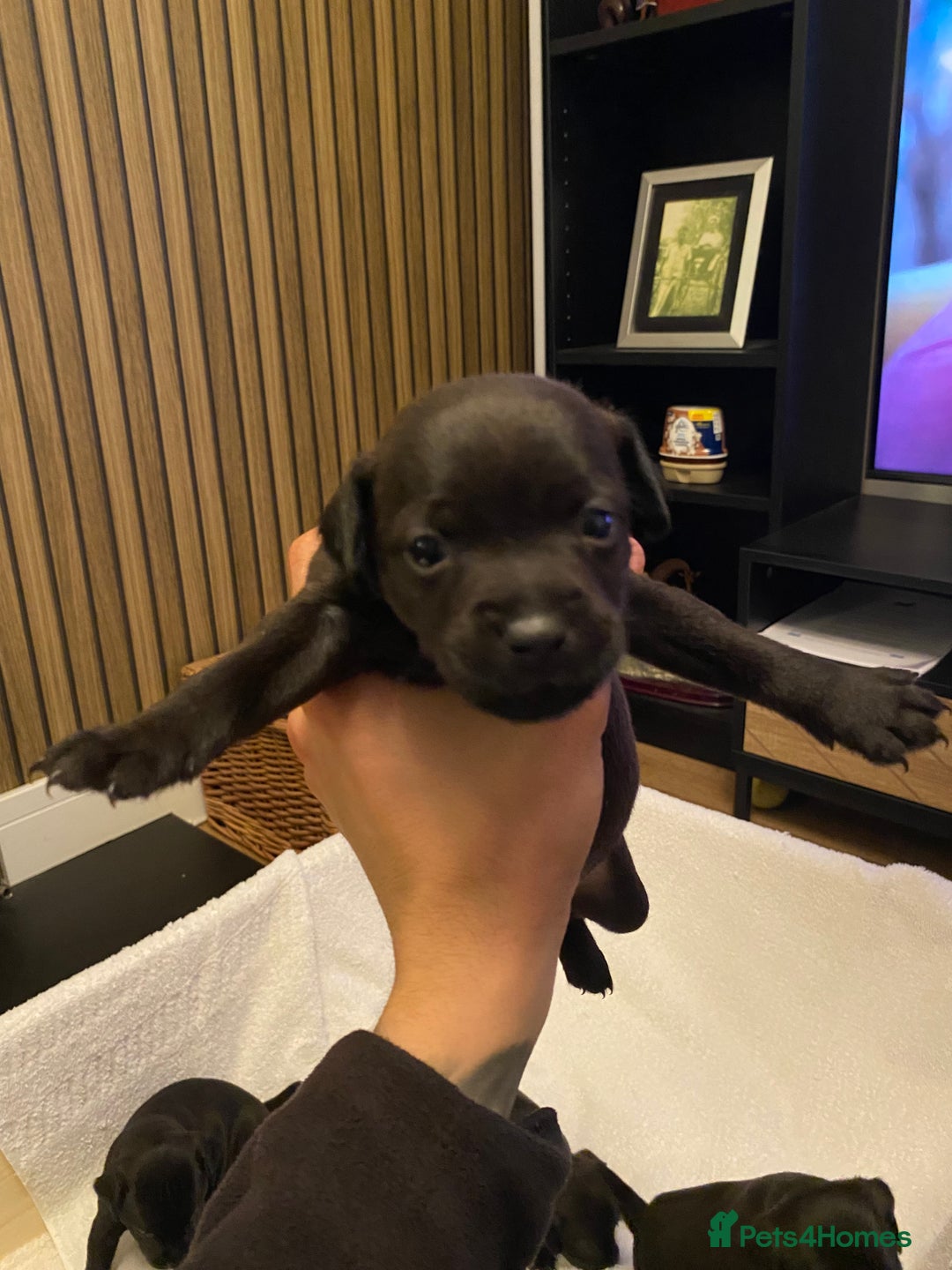 Patterdale Terrier dogs for sale: Patterdale terrier puppies  - Image 8