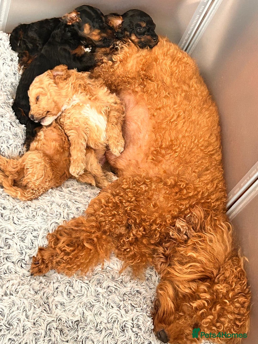 Toy Poodle dogs for sale: Phantom, black and tan and cream toy poodles  - Image 11