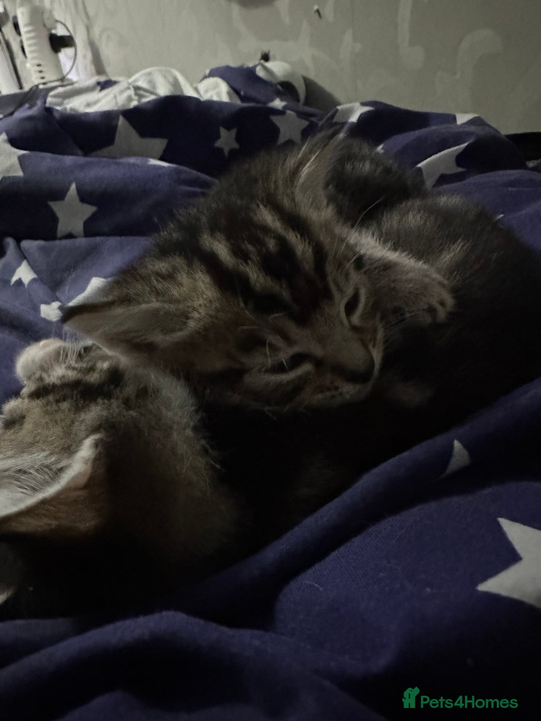 Mixed Breed cats for sale: 2 male kittens  - Advert 6