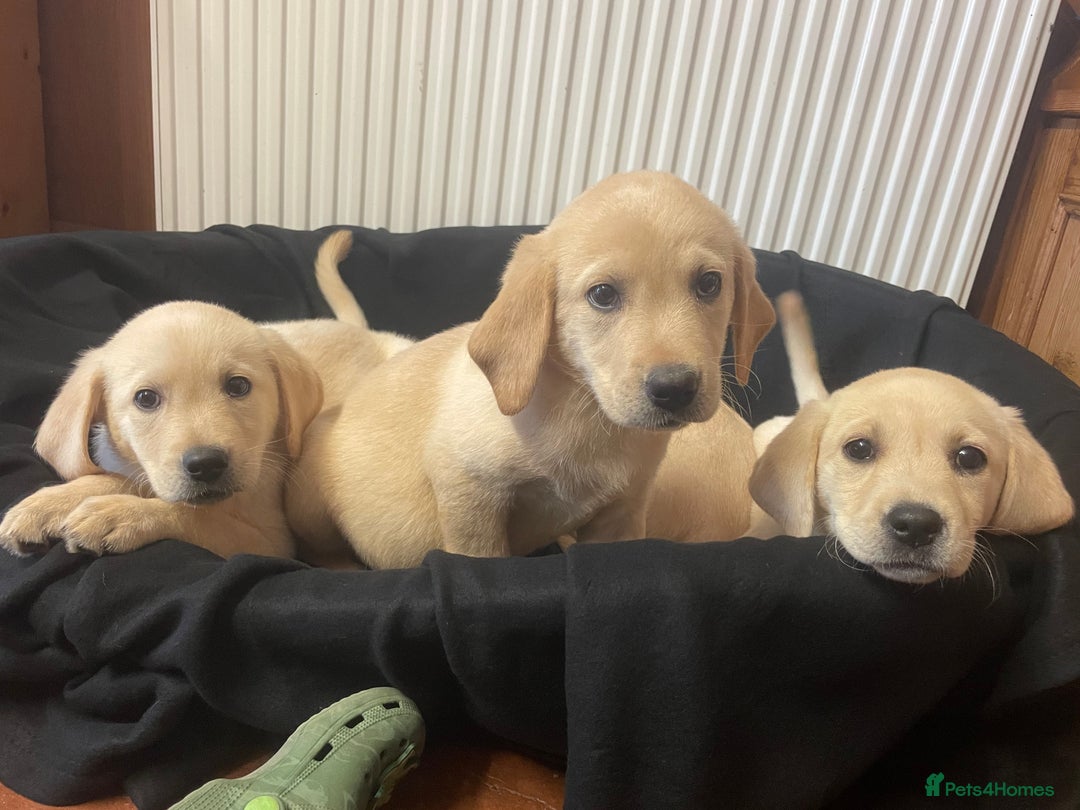 Labrador Retriever dogs for sale: Beautiful Andrex Labrador Puppy’s  - Image 10