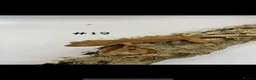 Gecko reptiles for sale: NEW Adult + Juvenile Crested Geckos + Lilly Whites - Advert 38