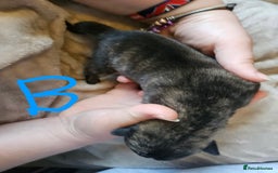 Huskita dogs for sale: Husky x akita puppys - Image 20