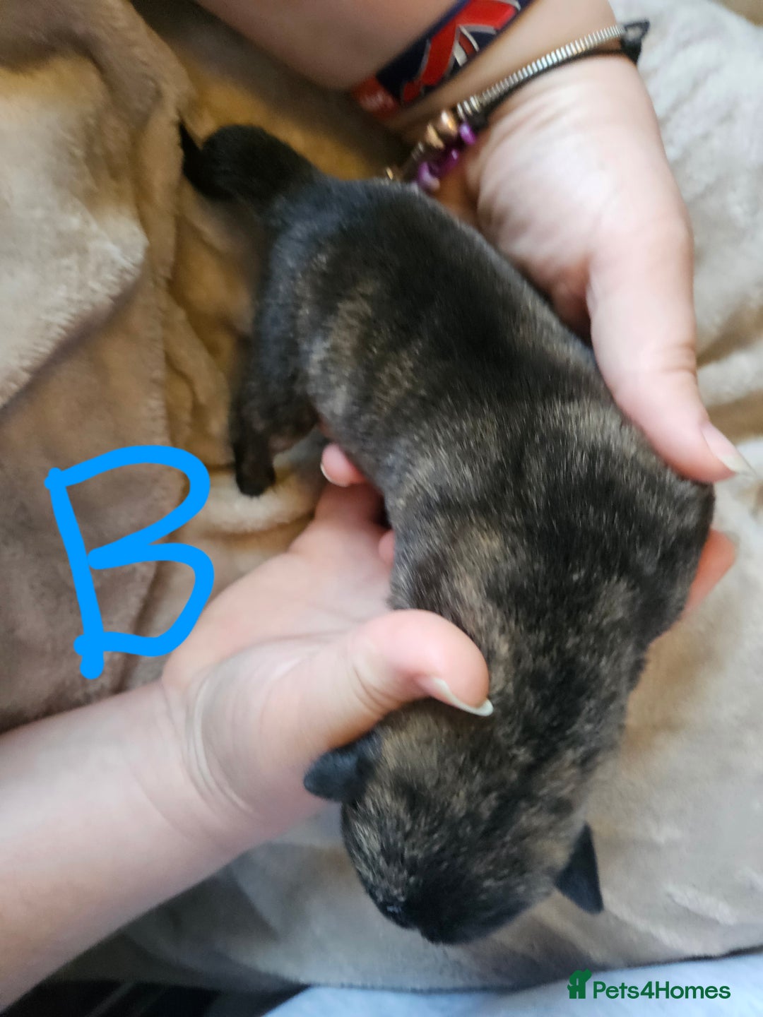 Huskita dogs for sale: Husky x akita puppys - Image 20