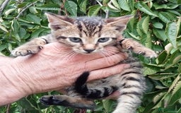Mixed Breed cats for sale: 3/4 Bengal Kittens  - Image 5