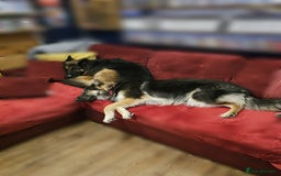 German Shepherd dogs for sale: German sheperd puppies - Image 20