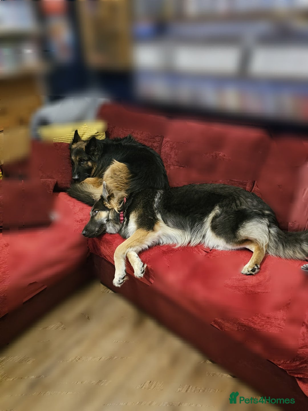 German Shepherd dogs for sale: German sheperd puppies - Image 20