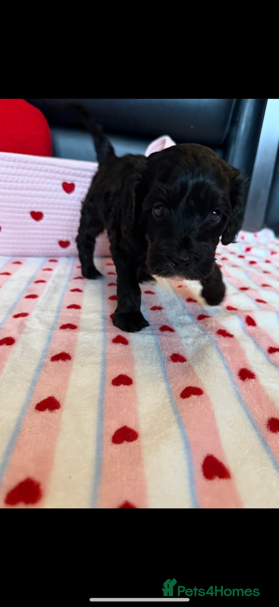 Cockapoo dogs for sale: Beautiful Cockapoo Puppies  - Advert 8