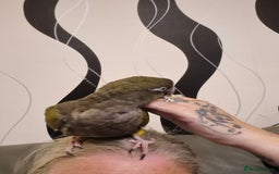Parrots birds for sale: Patagonian conure - Image 2