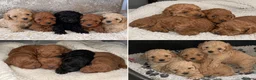 Miniature Poodle dogs for stud: TEDDY – PROVEN RED MINIATURE POODLE STUD - Advert 3