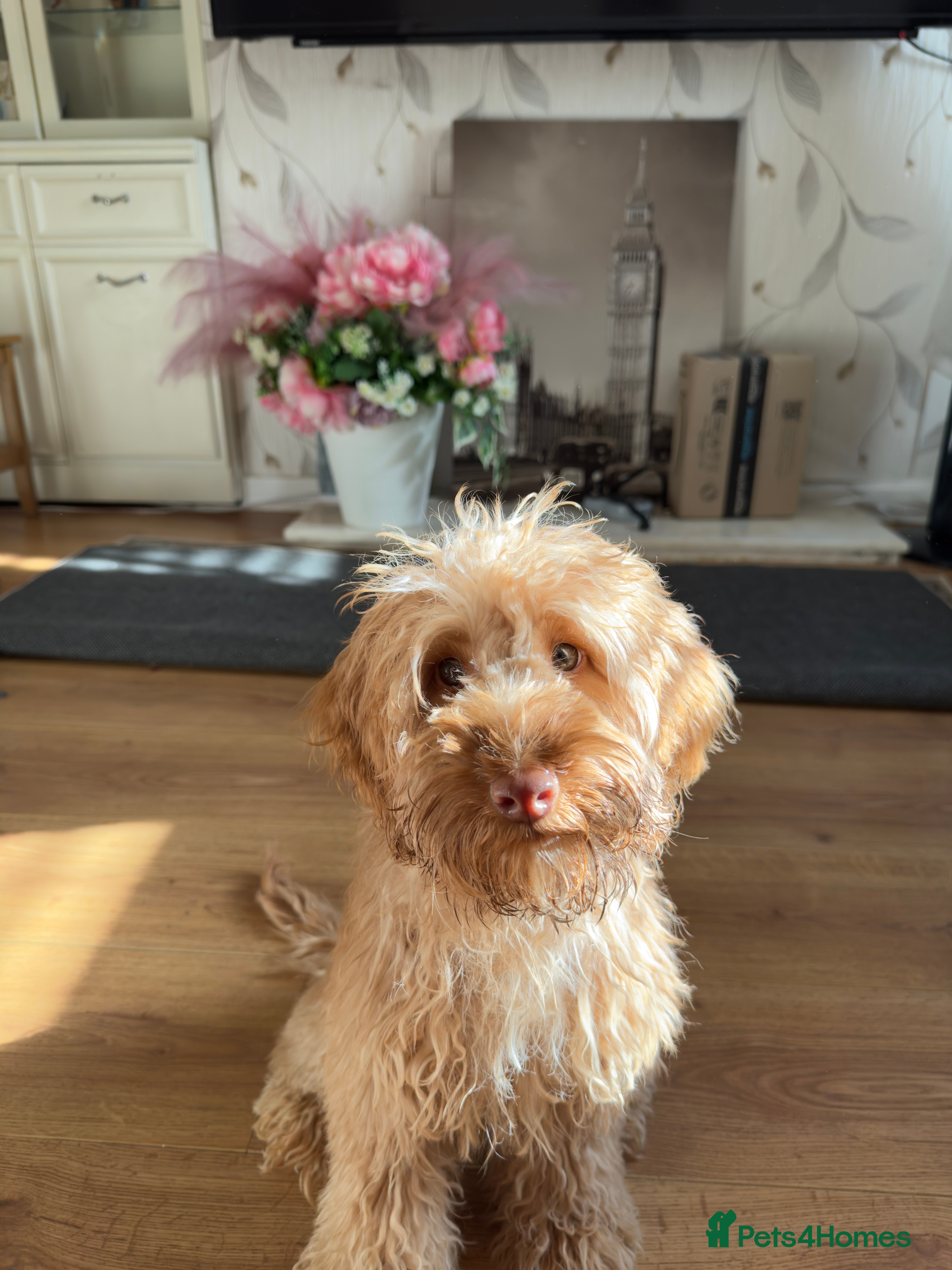 Cockapoo dogs Beautiful Cockapoo💛 - Advert 12