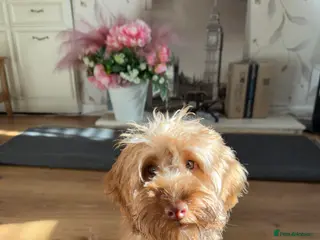 Cockapoo dogs Beautiful Cockapoo💛 - Advert 12