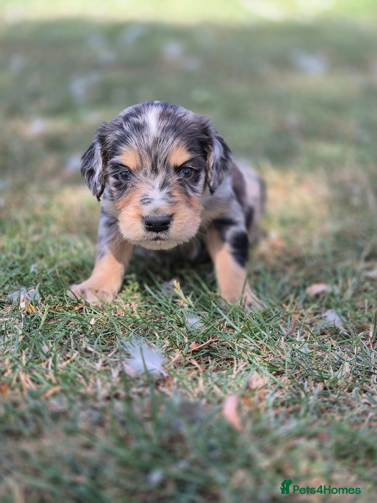 Mixed Breed dogs Dakota Sport Retriever (Special Colours) - Advert 2