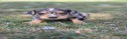 Mixed Breed dogs for sale: Dakota Sport Retriever (Special Colours) - Advert 2