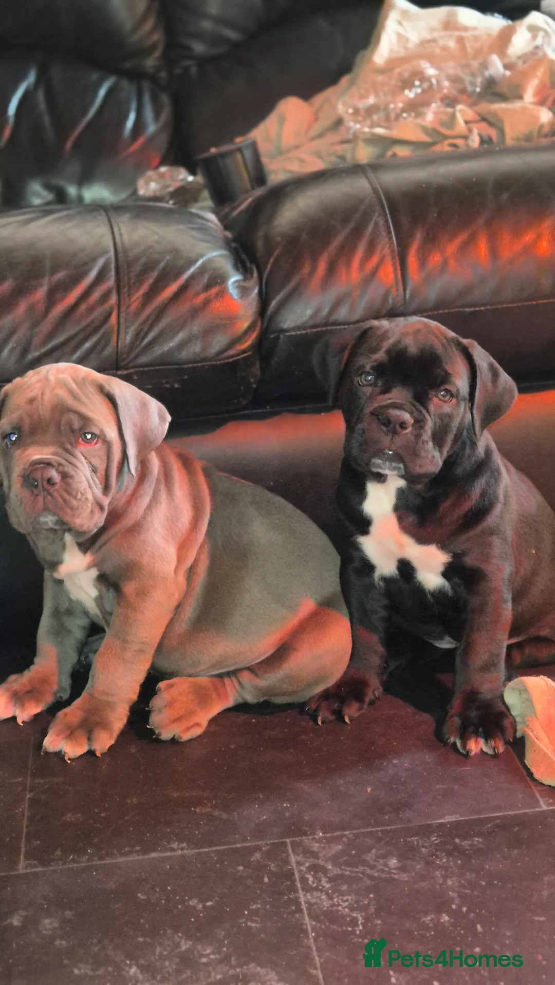 Mixed Breed dogs for sale: Nice pups  - Advert 1