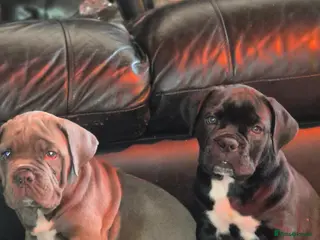 Mixed Breed dogs Nice pups - Advert 17