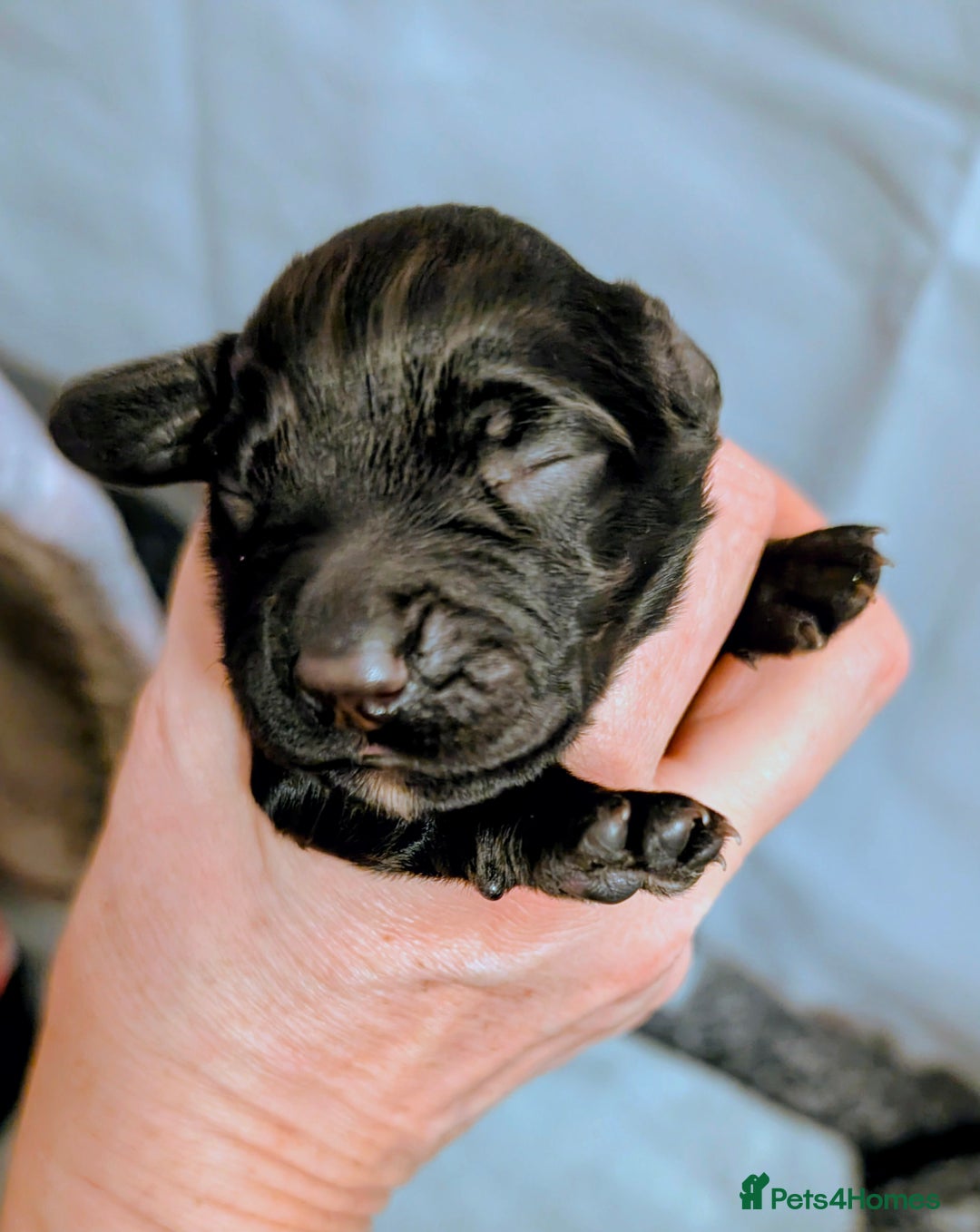 Cocker Spaniel dogs for sale: Working Cocker female puppies  - Advert 4