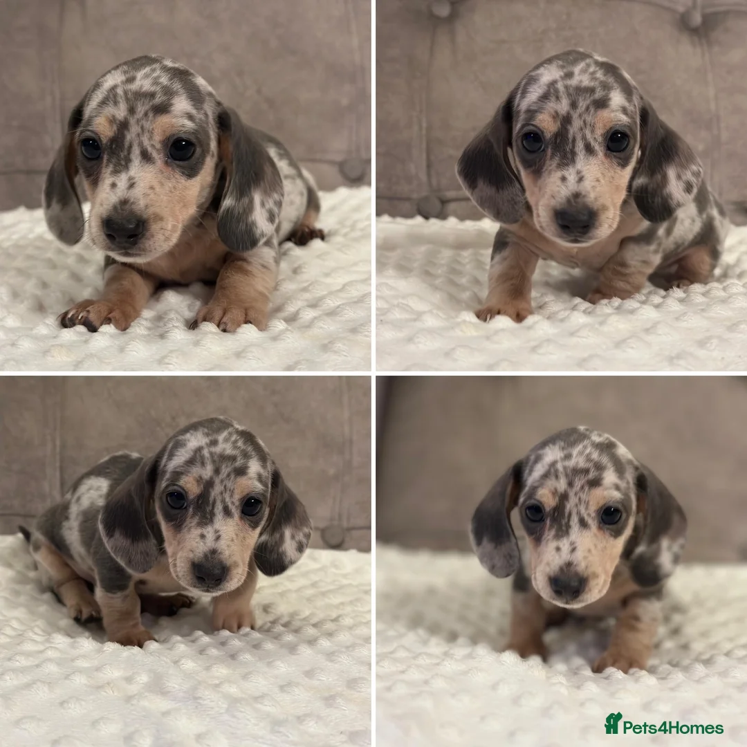 Miniature Dachshund dogs for sale: KC Mini Dachshunds Blue/Isabella & Cream dapple - Advert 3